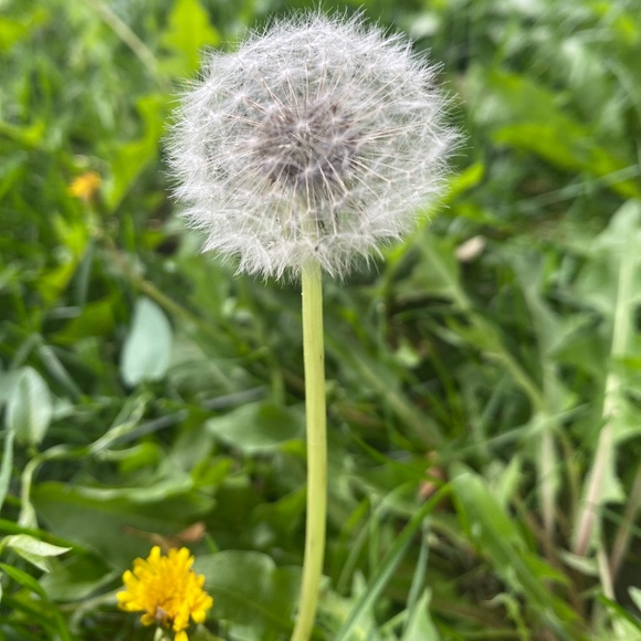 85dandelions